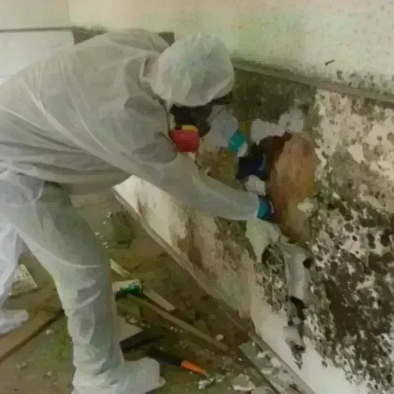 Mold Remediation and Removal in Countryside, VA